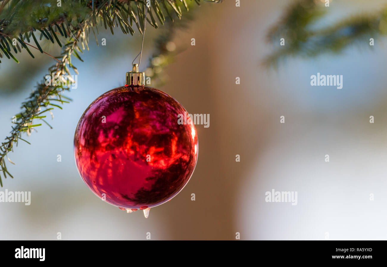 Sunlight shines on Christmas ornament outdoors hanging on a live pine tree in winter. Stock Photo
