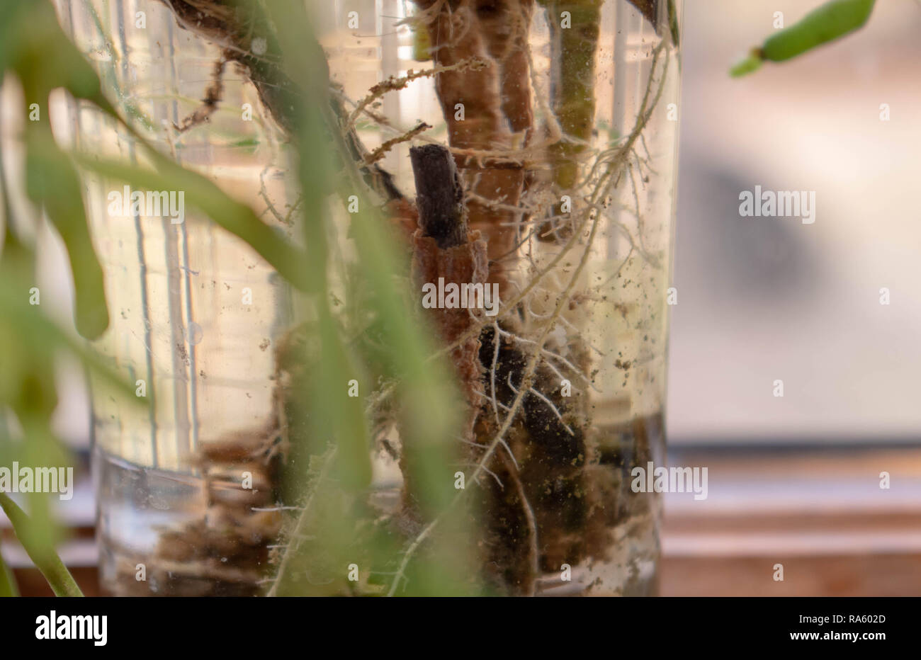 Roots in vase Stock Photo Alamy