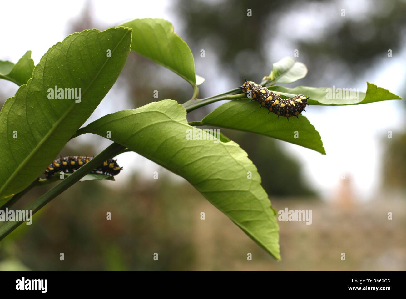 Two Caterpillars of Dainty Swallowtail Butterfly on citrus tree. Stock Photo