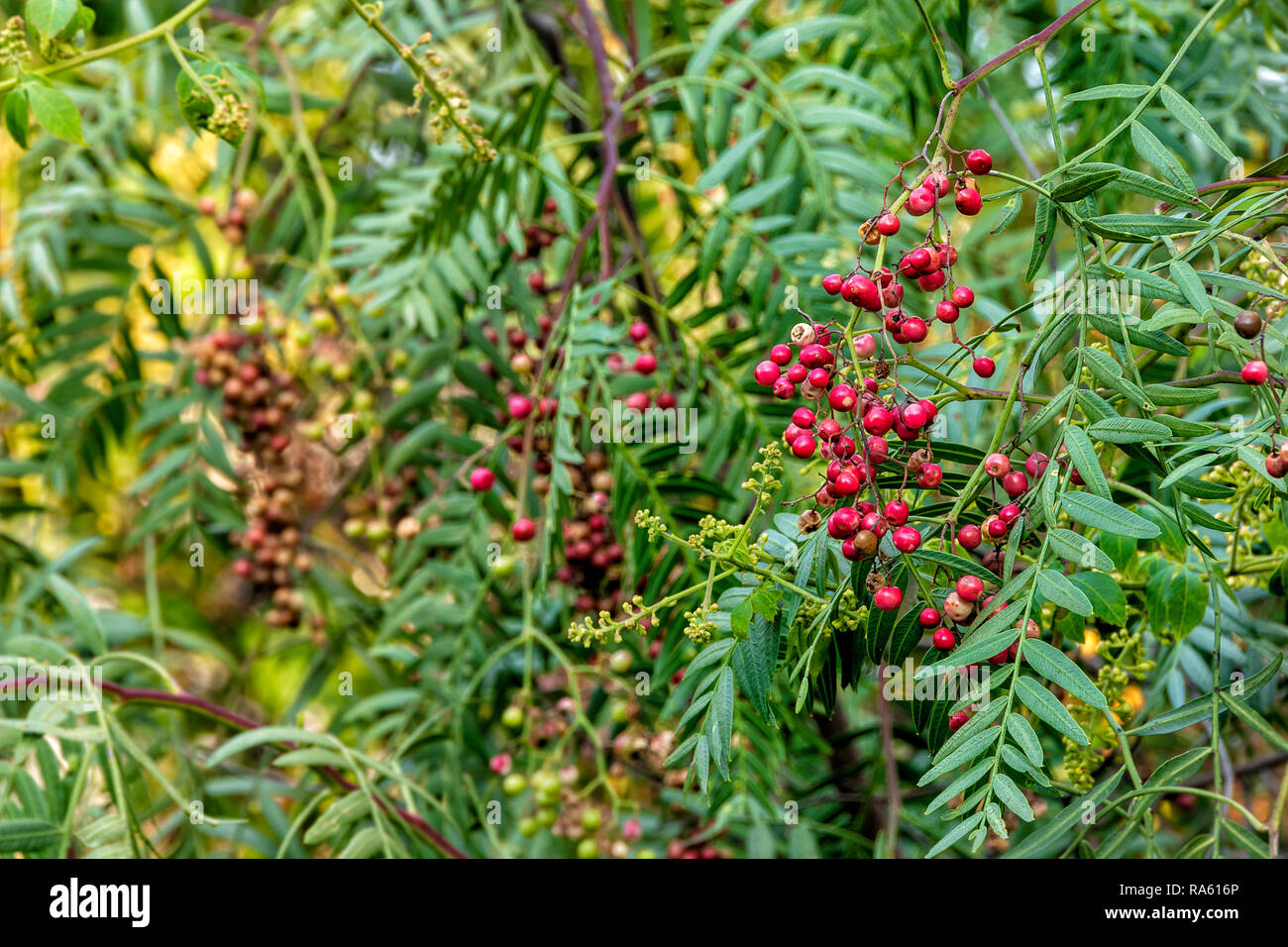 pepper tree leaves with red fruits, Schinus, closeup Stock Photo Alamy
