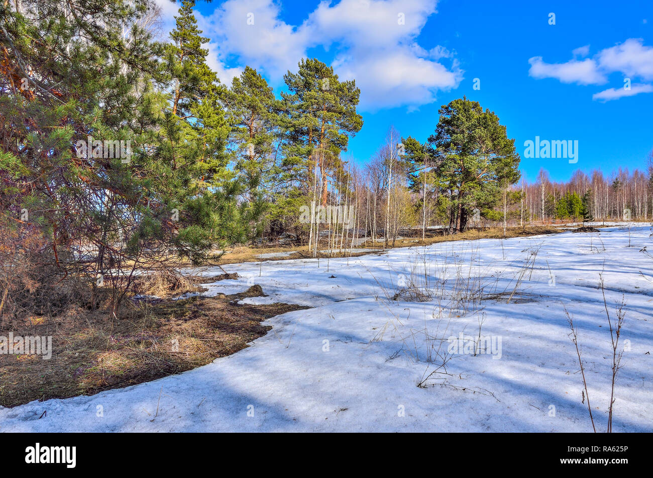 Spring thaw in the forest. Winter snow melts, thawed patches of dry grass, one green pine among white trunks of birch trees on blue sky background Stock Photo