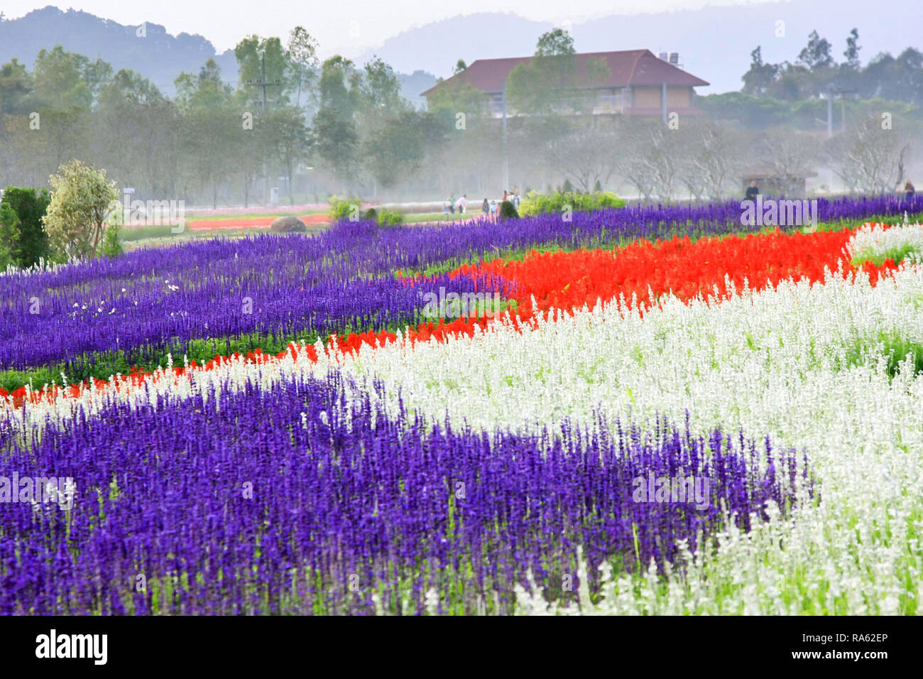 Thailand flower hi-res stock photography and images - Alamy