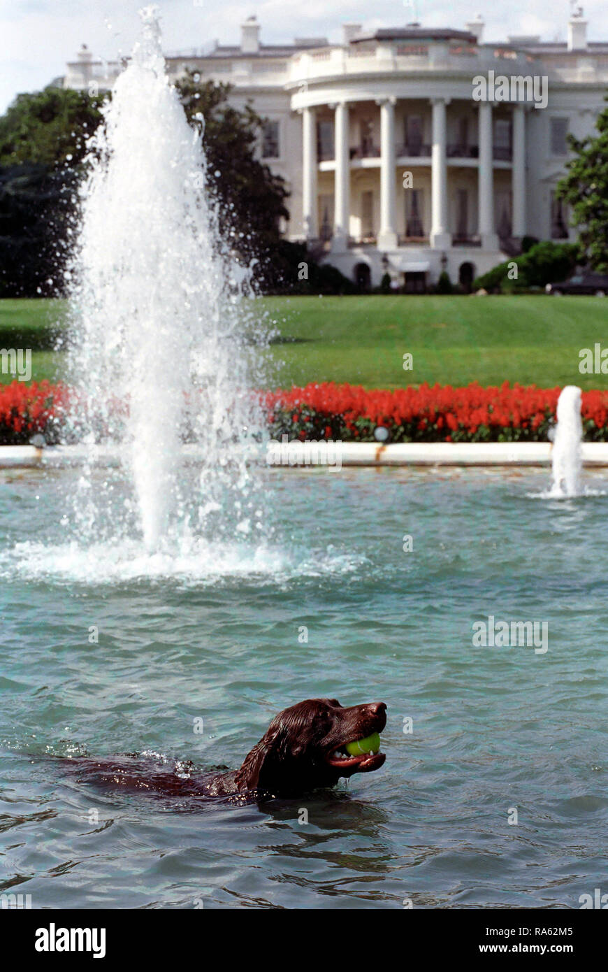 7/12/1998 Photograph of Buddy the Dog in the White House Swimming Pool Retrieving a Tennis Ball Stock Photo