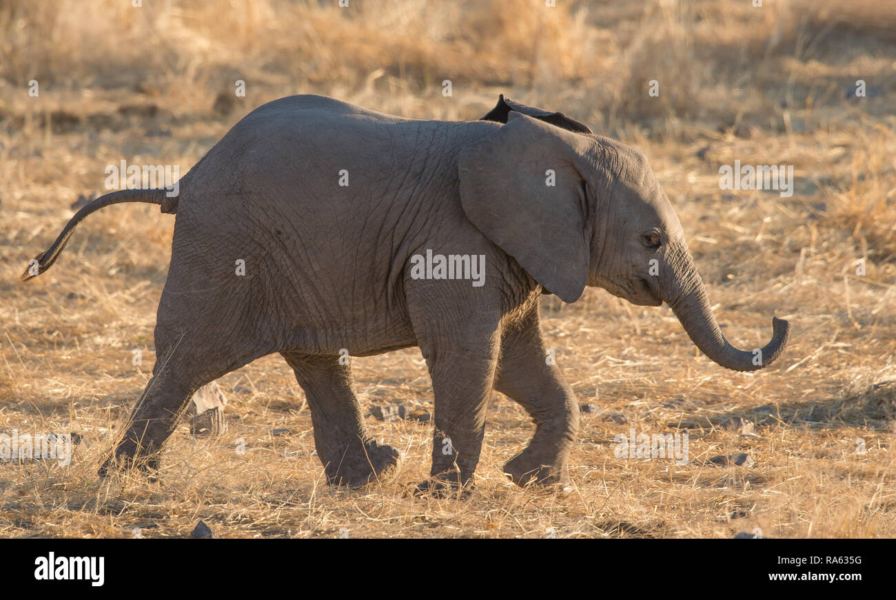 Elephant baby running Stock Photo