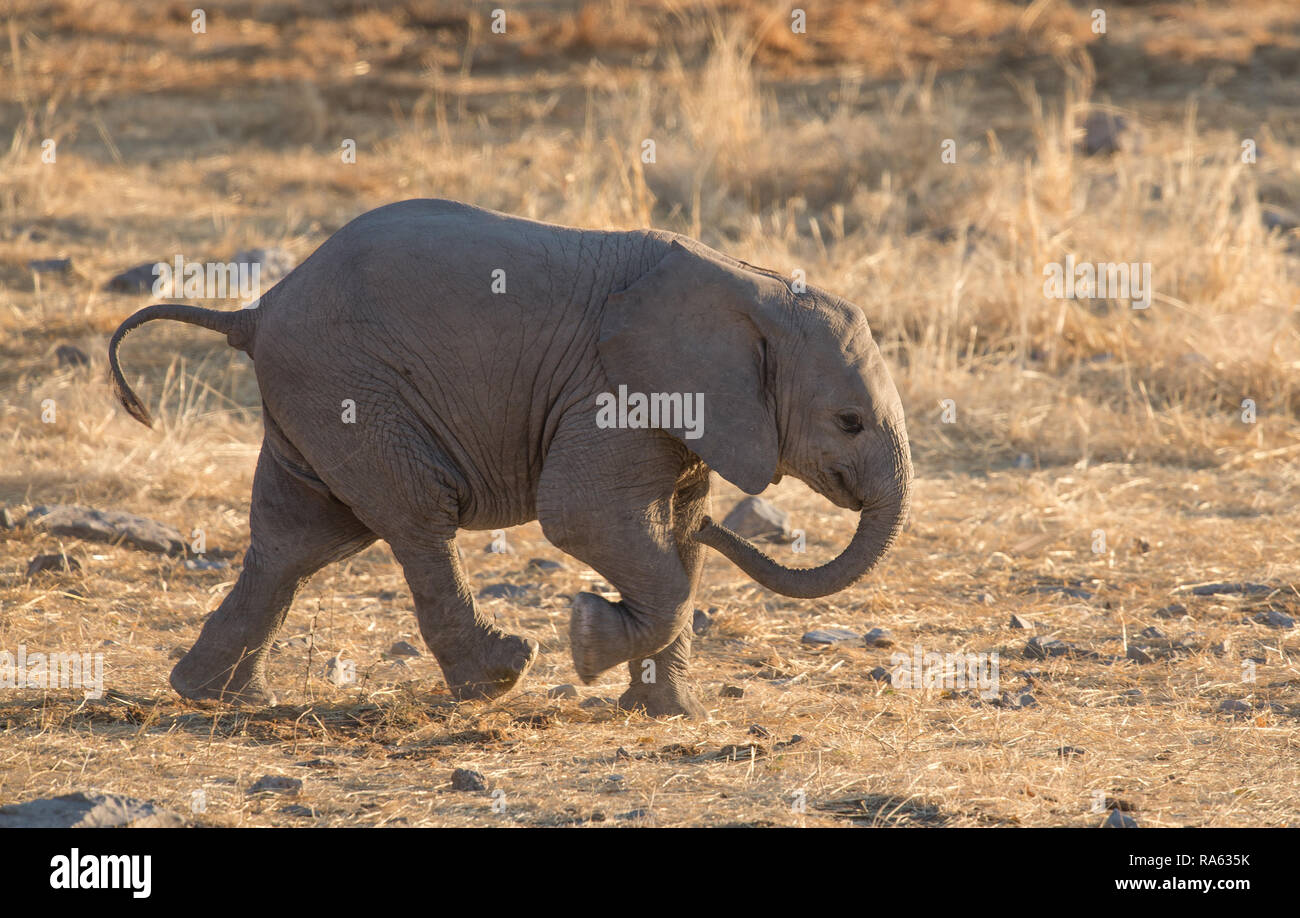 Elephant baby running Stock Photo Alamy