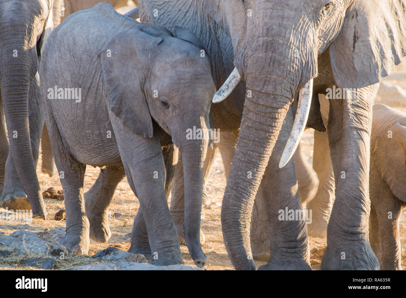Elephant baby and herd at a waterhole Stock Photo
