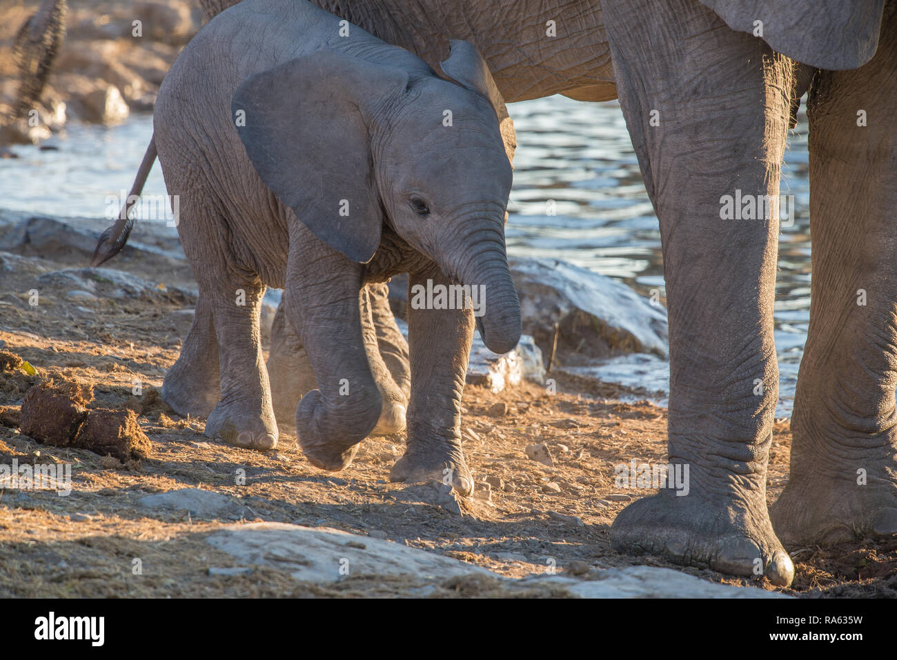 Elephant baby and herd at a waterhole Stock Photo