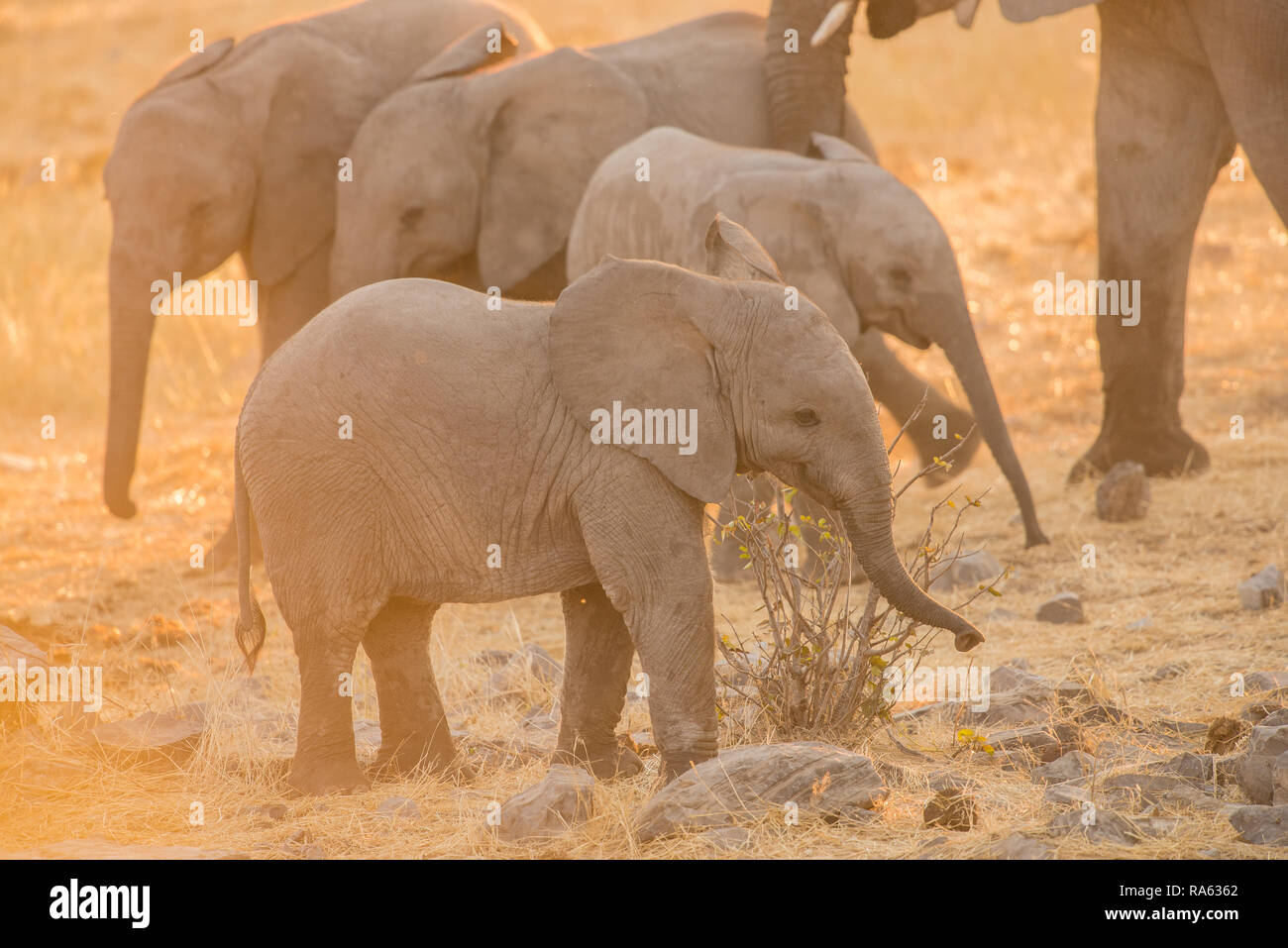 Elephant herd With small cubs Stock Photo
