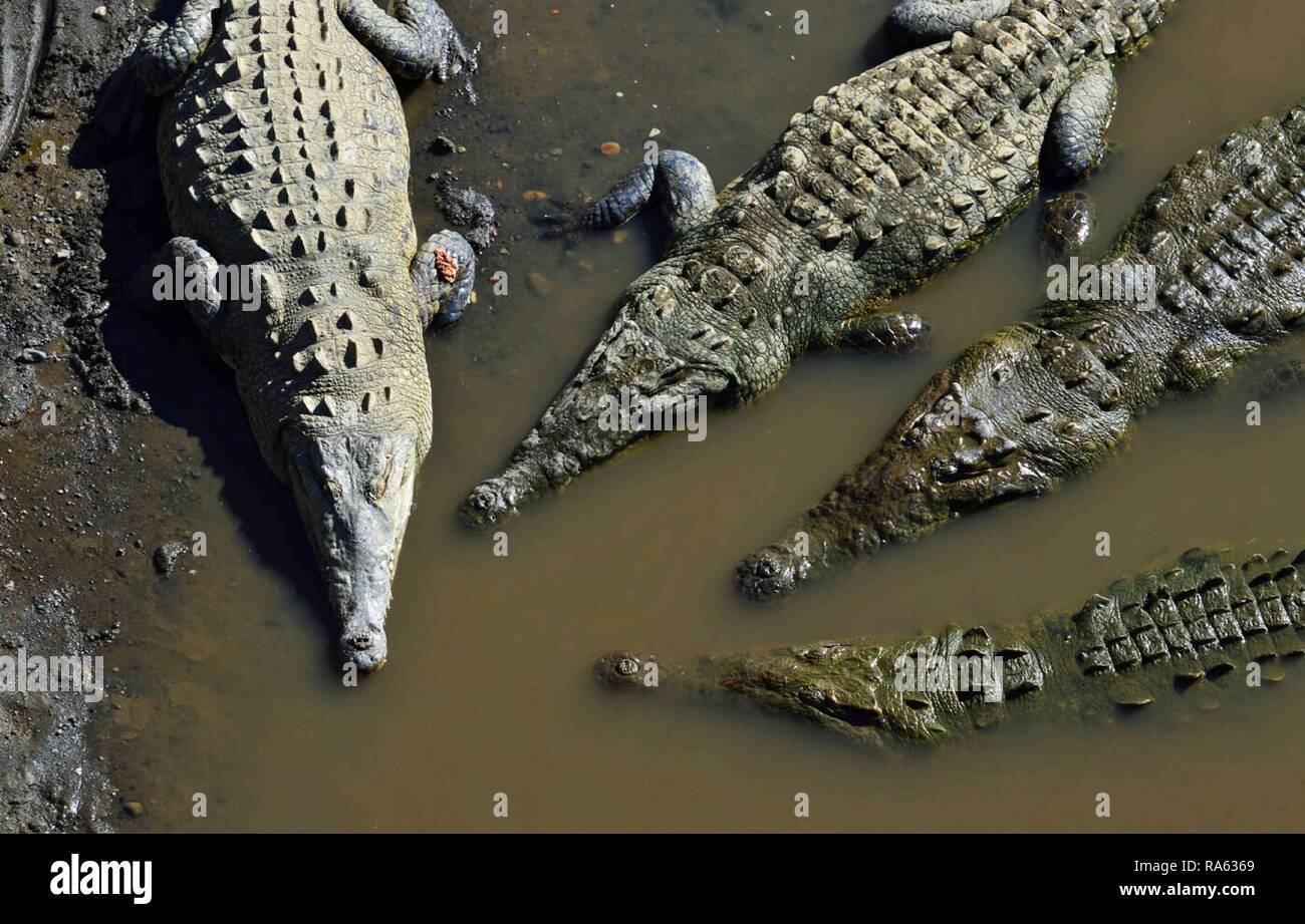 Crocodiles in Costa rica Stock Photo