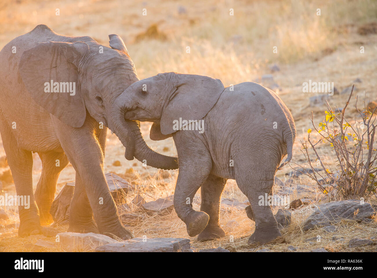 Small elephants playing Stock Photo