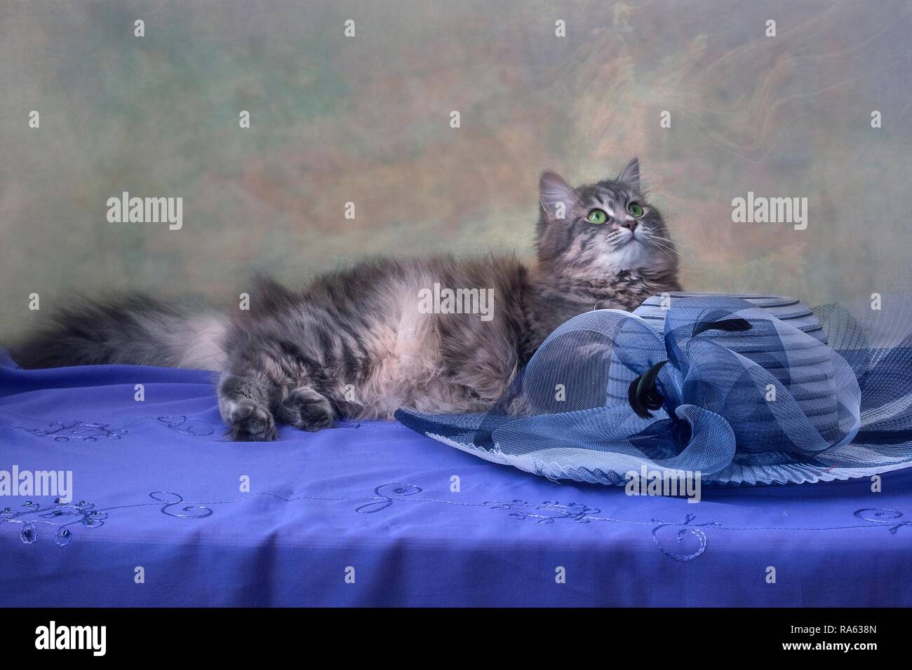 Portrait of pretty kitty model Stock Photo Alamy