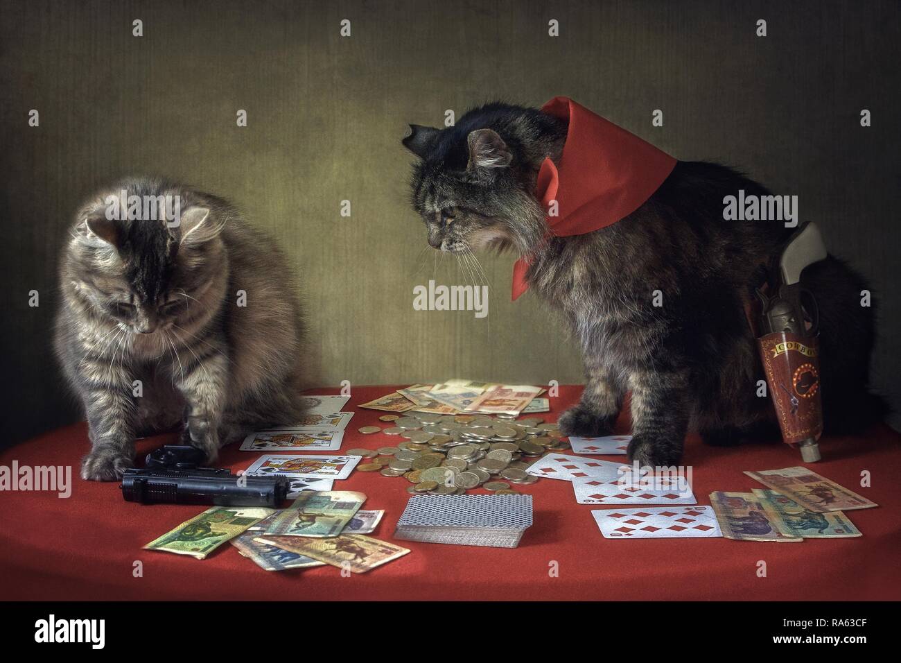 Cats playing cards Stock Photo Alamy