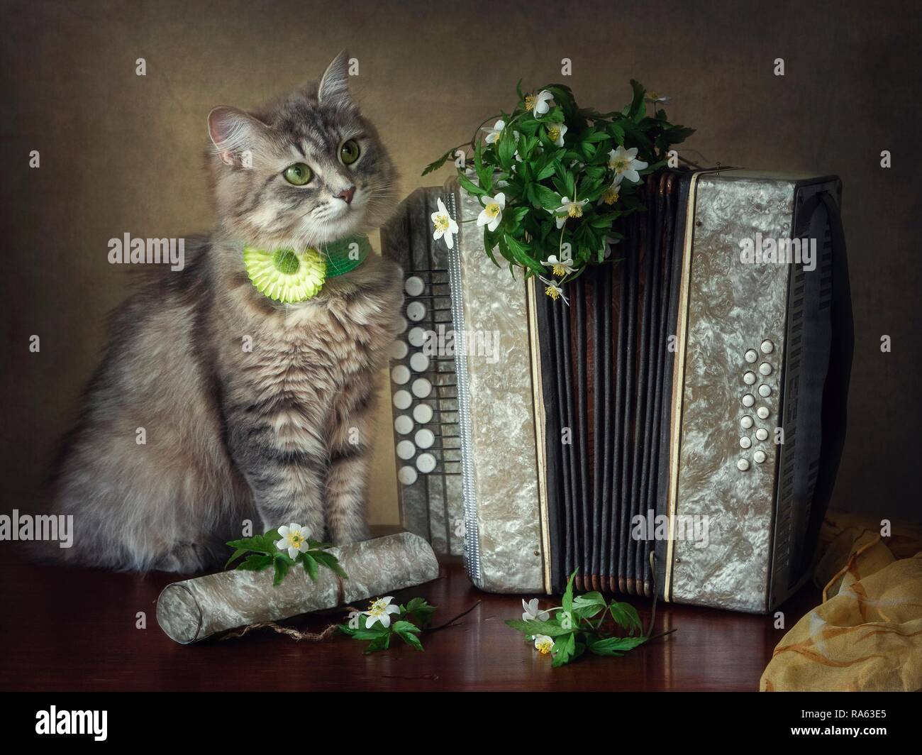 гридин баянист. песни кота баяна. животные с аккордеоном. кот с гармонью. песни кота баяна.