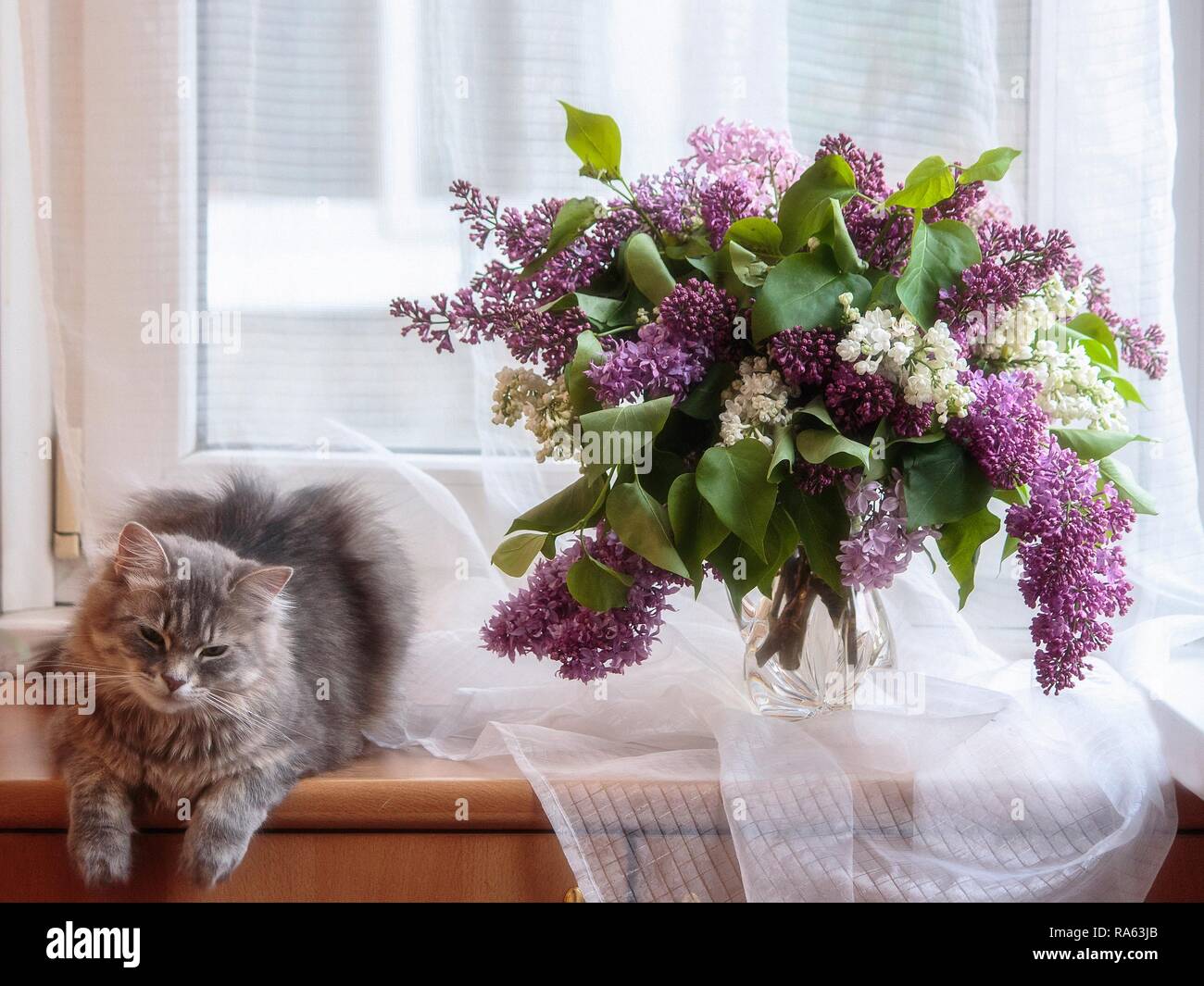 Still life with bouquet of lilac and pretty gray kitty Stock Photo - Alamy