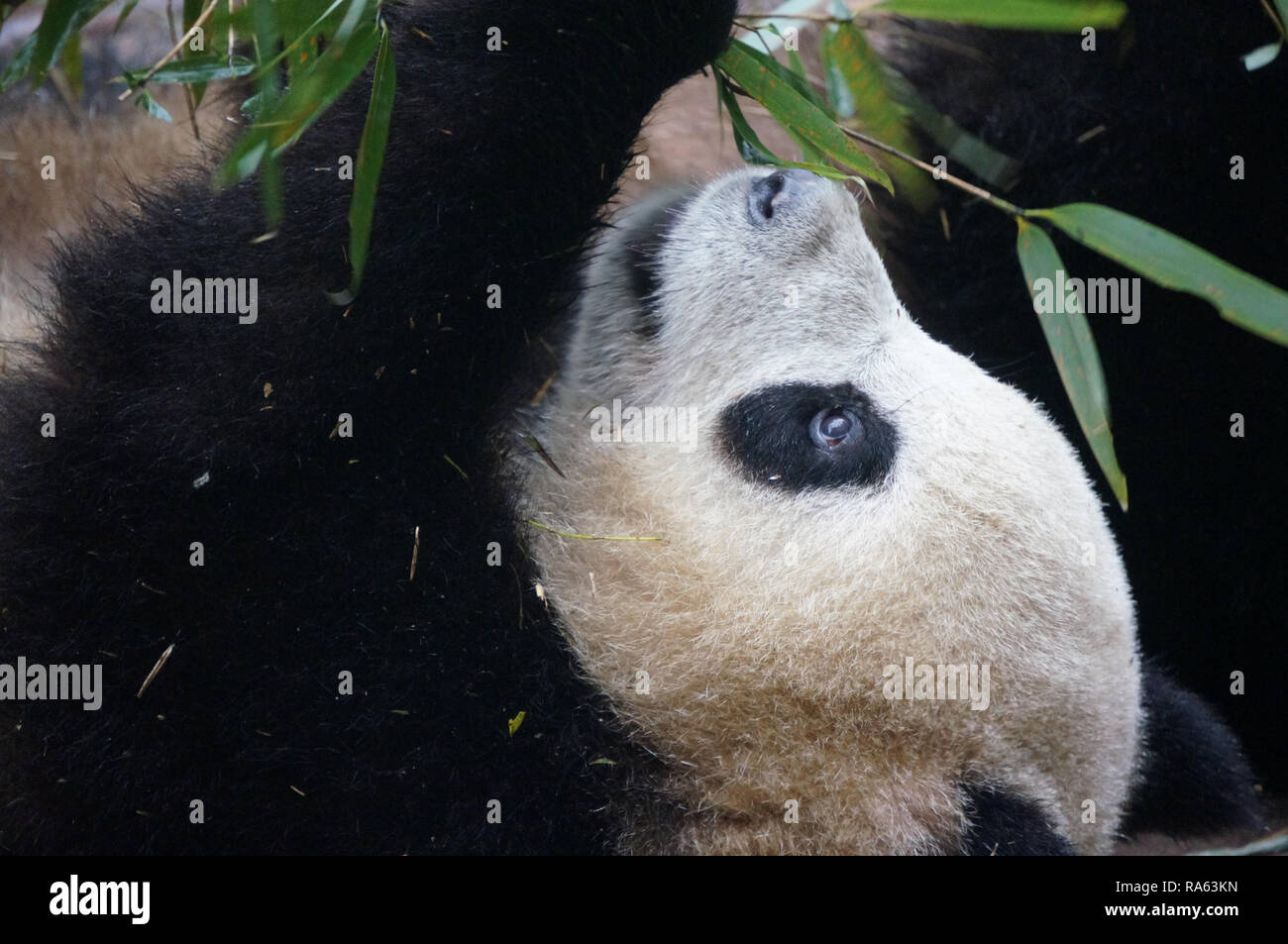 Panda in China eating leafs in the Chengdu panda conservation centre. The panda is endangered species and is protected there. Stock Photo