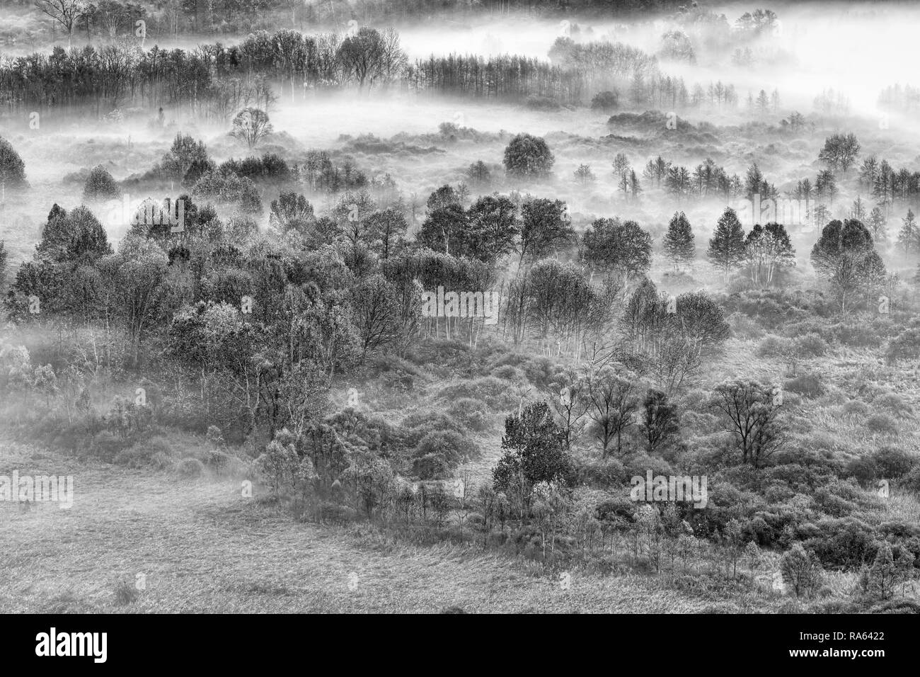 Landscape on misty forest at sunrise, black and white photography Stock Photo Alamy