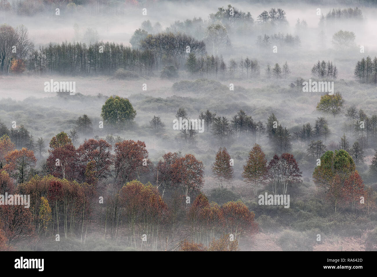 autumn landscape, the misty forest at sunrise Stock Photo