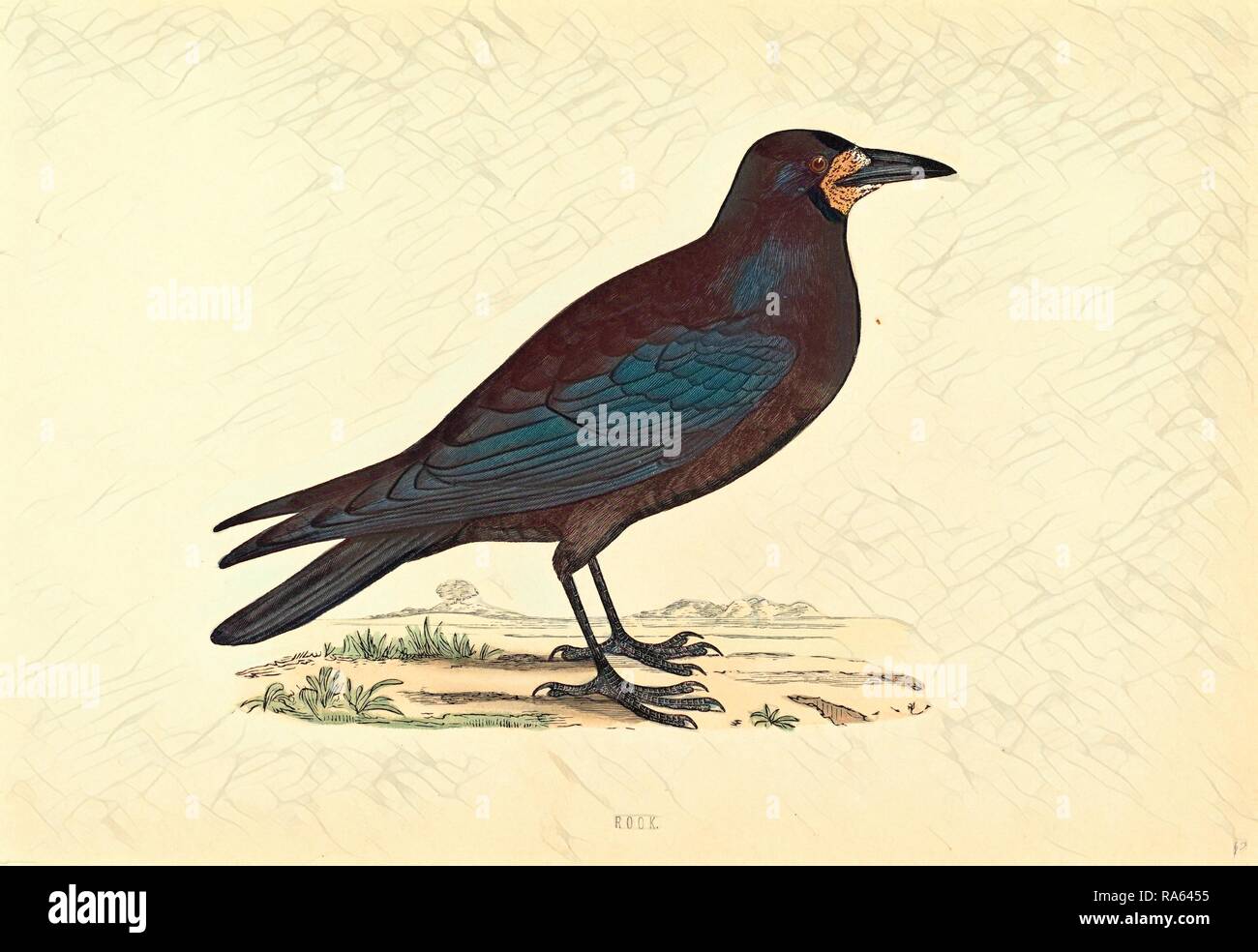 British 19th Century, Rook, hand-colored etching. Reimagined by Gibon ...