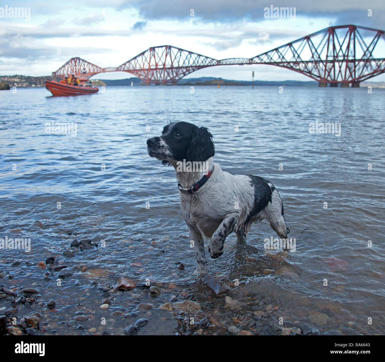 South Queensferry, Edinburgh, Scotland UK. 01 January 2019. Queensferry New Year Loony Dook, the annual dip in the Firth of Forth in the shadow of the world-famous Forth Rail Bridge. Takes place on the third day of the Edinburgh Hogmany New Year celebrations. Maximum capacity crowd and even Hendrix the spaniel joined in once the other participants left the water Credit: Arch White/Alamy Live News Stock Photo