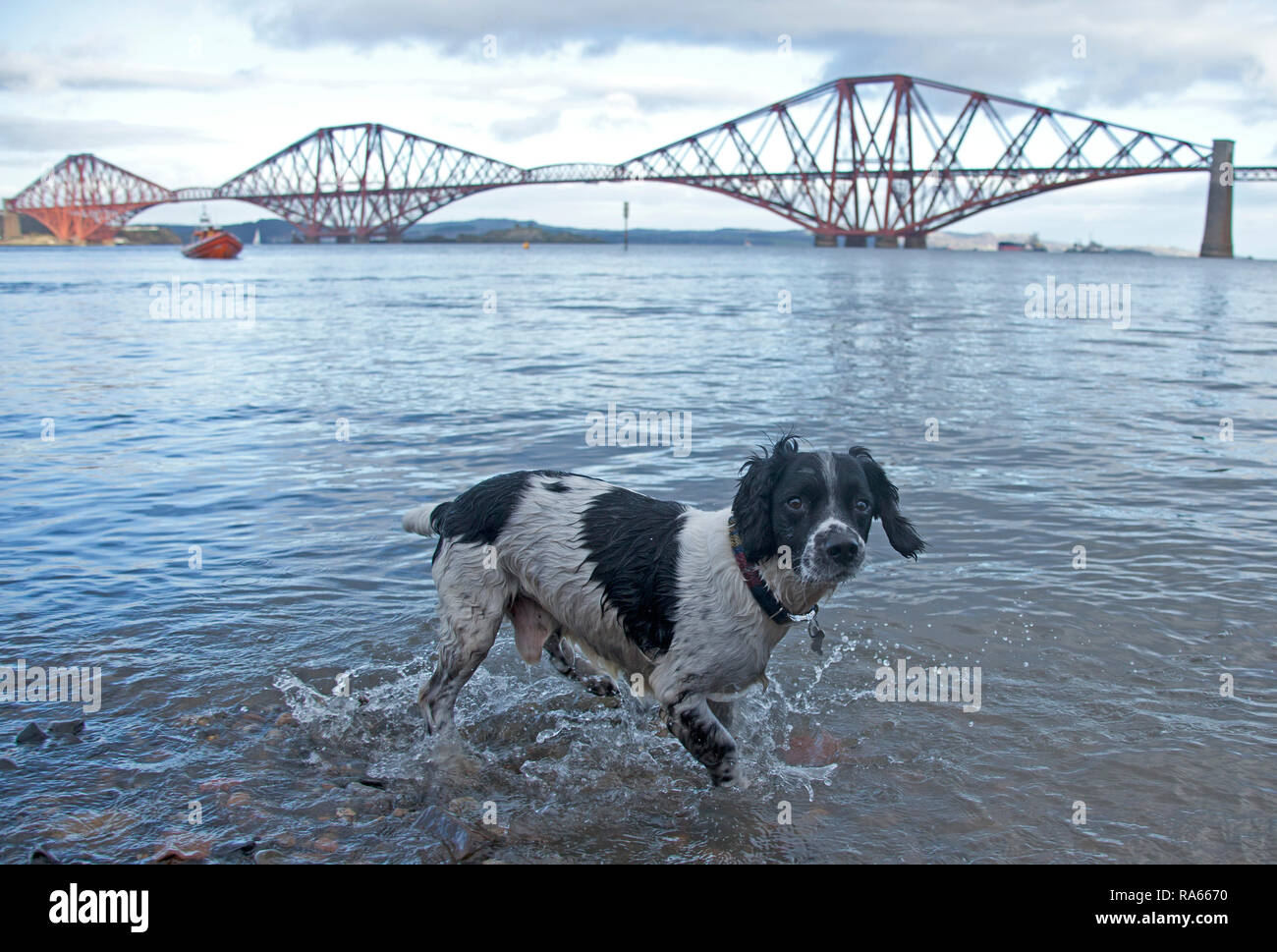 South Queensferry, Edinburgh, Scotland UK. 01 January 2019. Queensferry New Year Loony Dook, the annual dip in the Firth of Forth in the shadow of the world-famous Forth Rail Bridge. Takes place on the third day of the Edinburgh Hogmany New Year celebrations. Maximum capacity crowd and even Hendrix the spaniel joined in once the other participants left the water Stock Photo