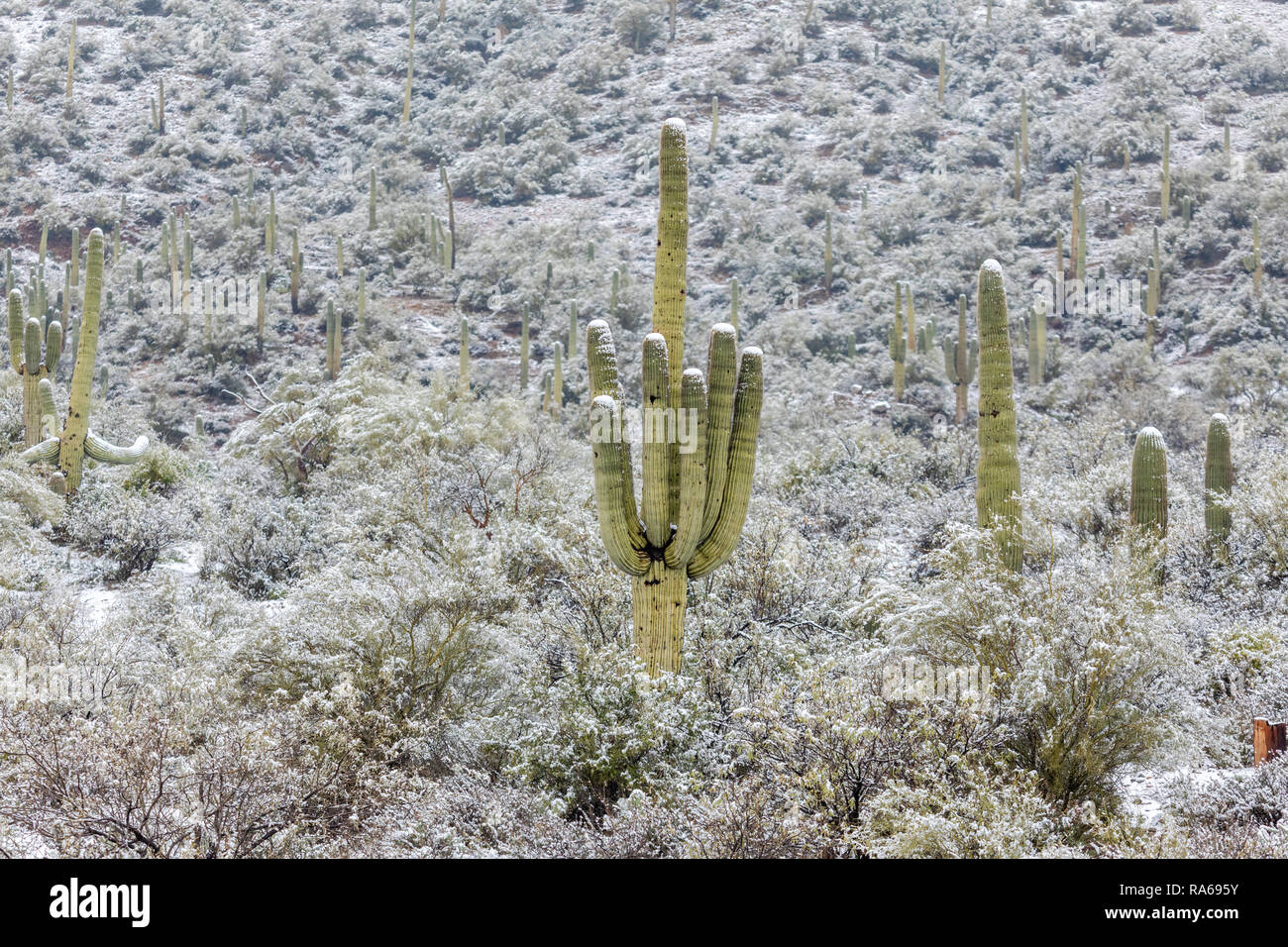 Snow falls in the Arizona desert north of Phoenix as a cold winter storm moved through the area