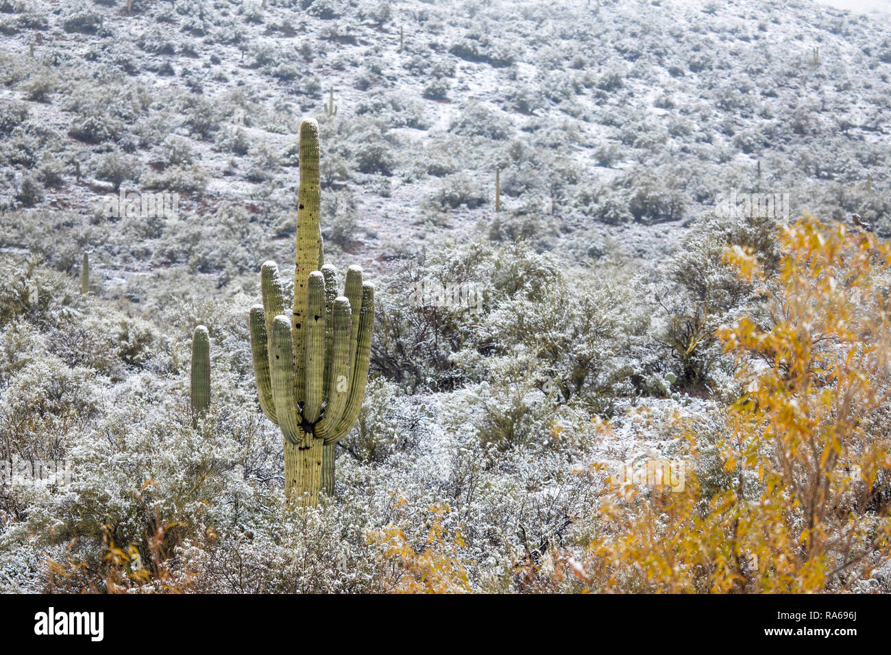 Snow falls in the Arizona desert at elevations as low as 2,000 feet