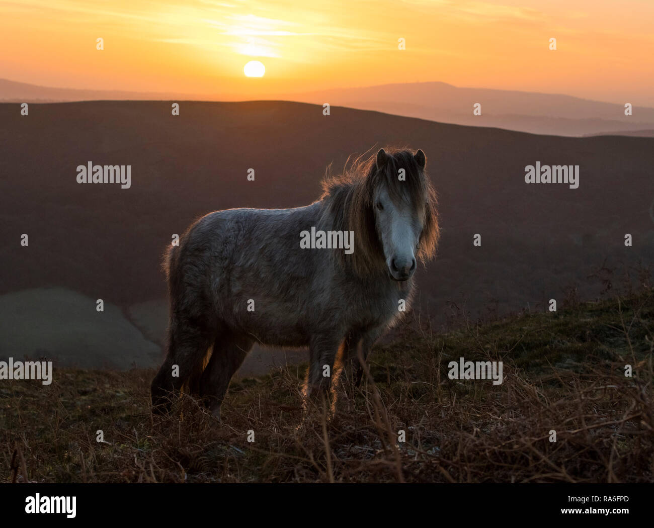 Long Mynd, Church Stretton, Shropshire, UK. 2nd Jan, 2019. Wild pony at sunrise on the Long Mynd. Credit: John Hayward/Alamy Live News Stock Photo