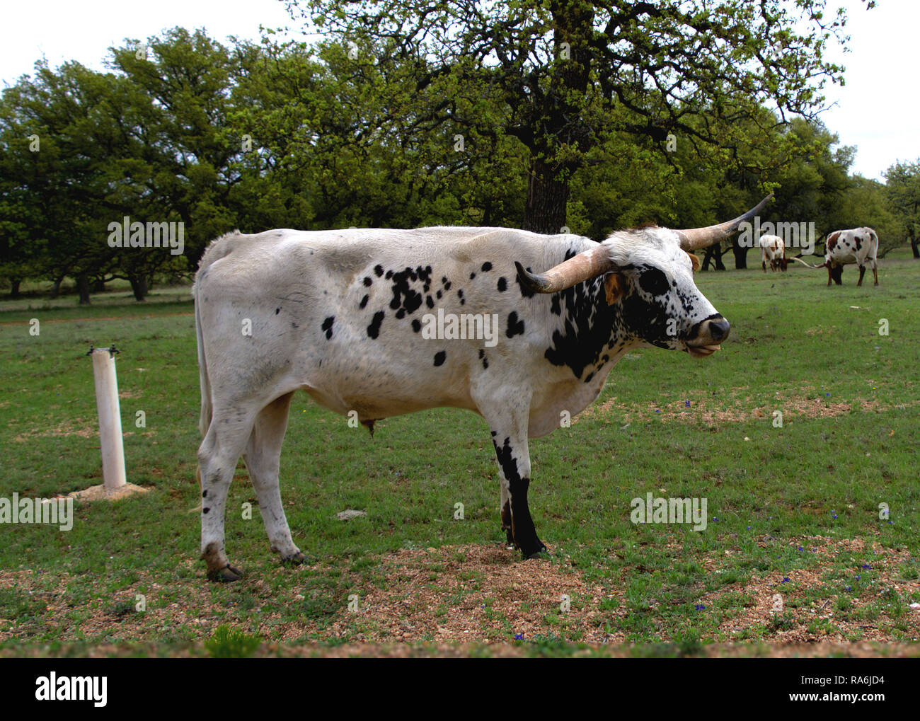 Black and White Texas Longhorn Stock Photo Alamy