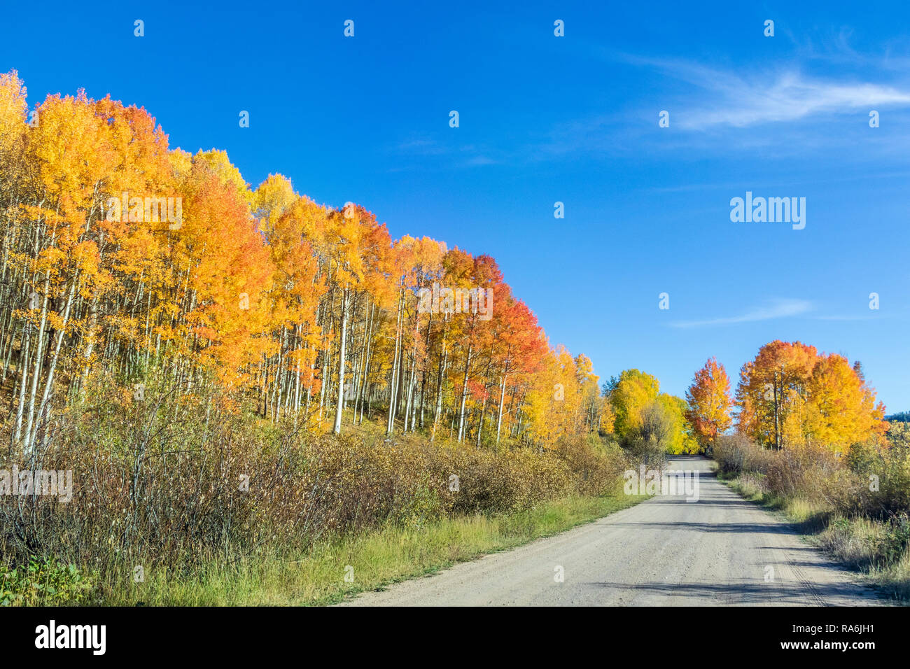 Aspen trees and autumn color along the Ohio Pass Road, Colorado 730, in Colorado. Stock Photo