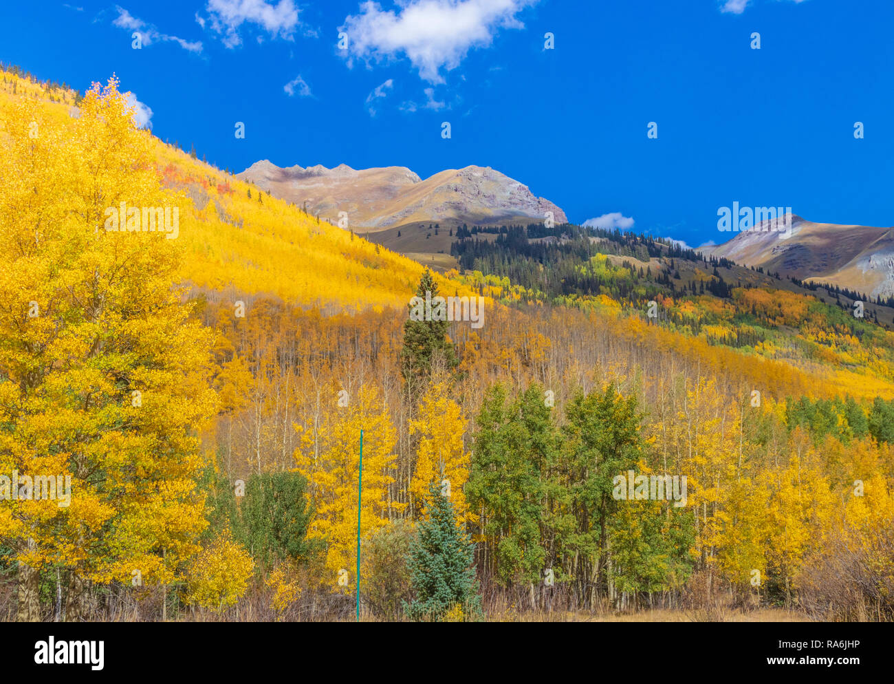 Aspen trees and autumn color along the US 550 portion of the San Juan Skyway between Ridgway and Silverton Colorado. Stock Photo