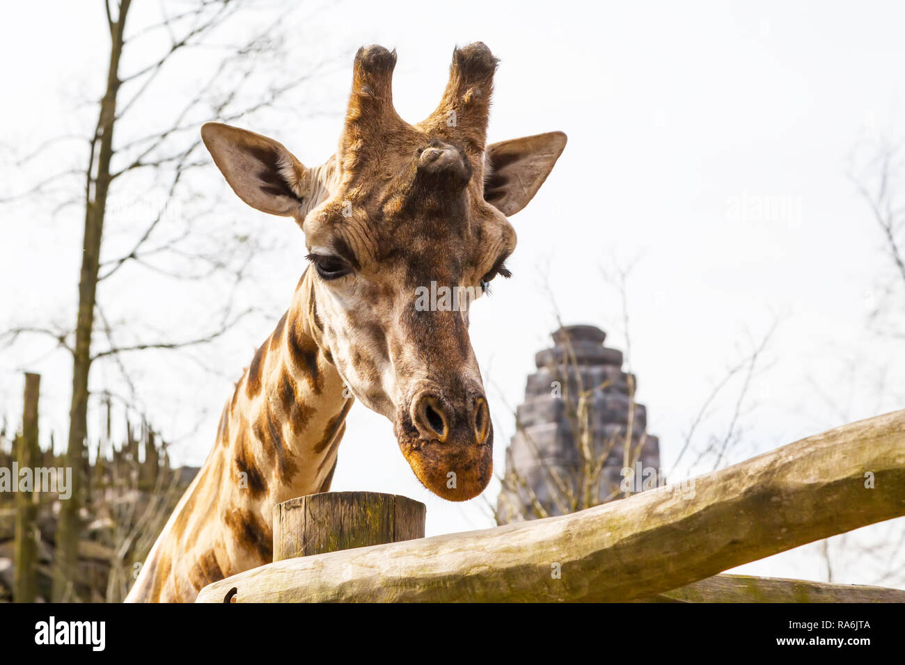 Sad giraffe head animal background with copy space Stock Photo