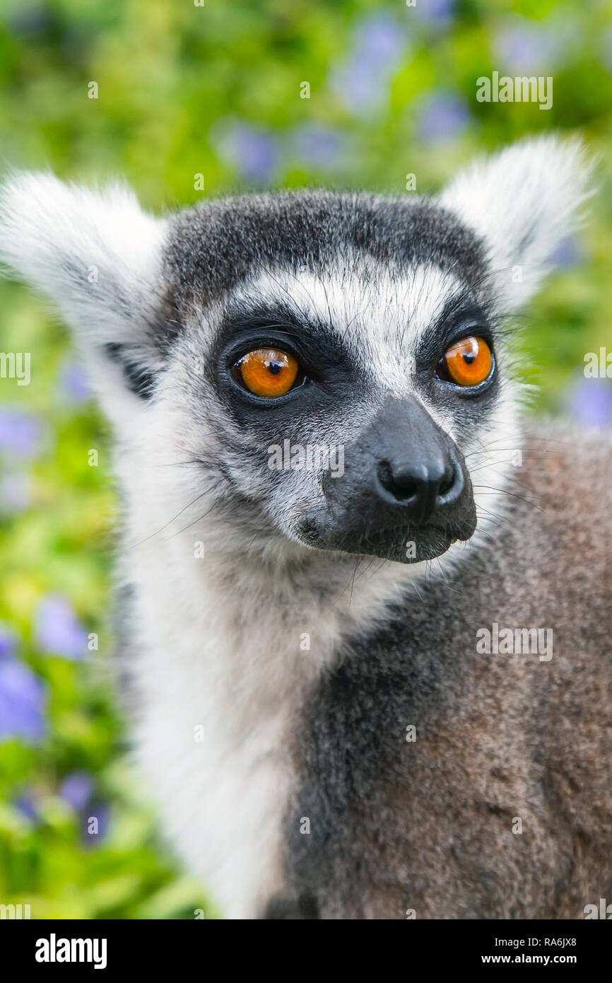Ringtailed lemur aka Lemur catta face close up portrait on green
