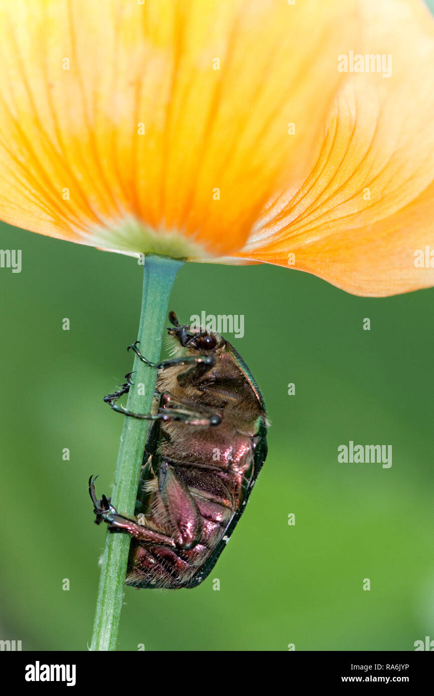 UK Berkshire Rose Chafer Beetle Stock Photo - Alamy