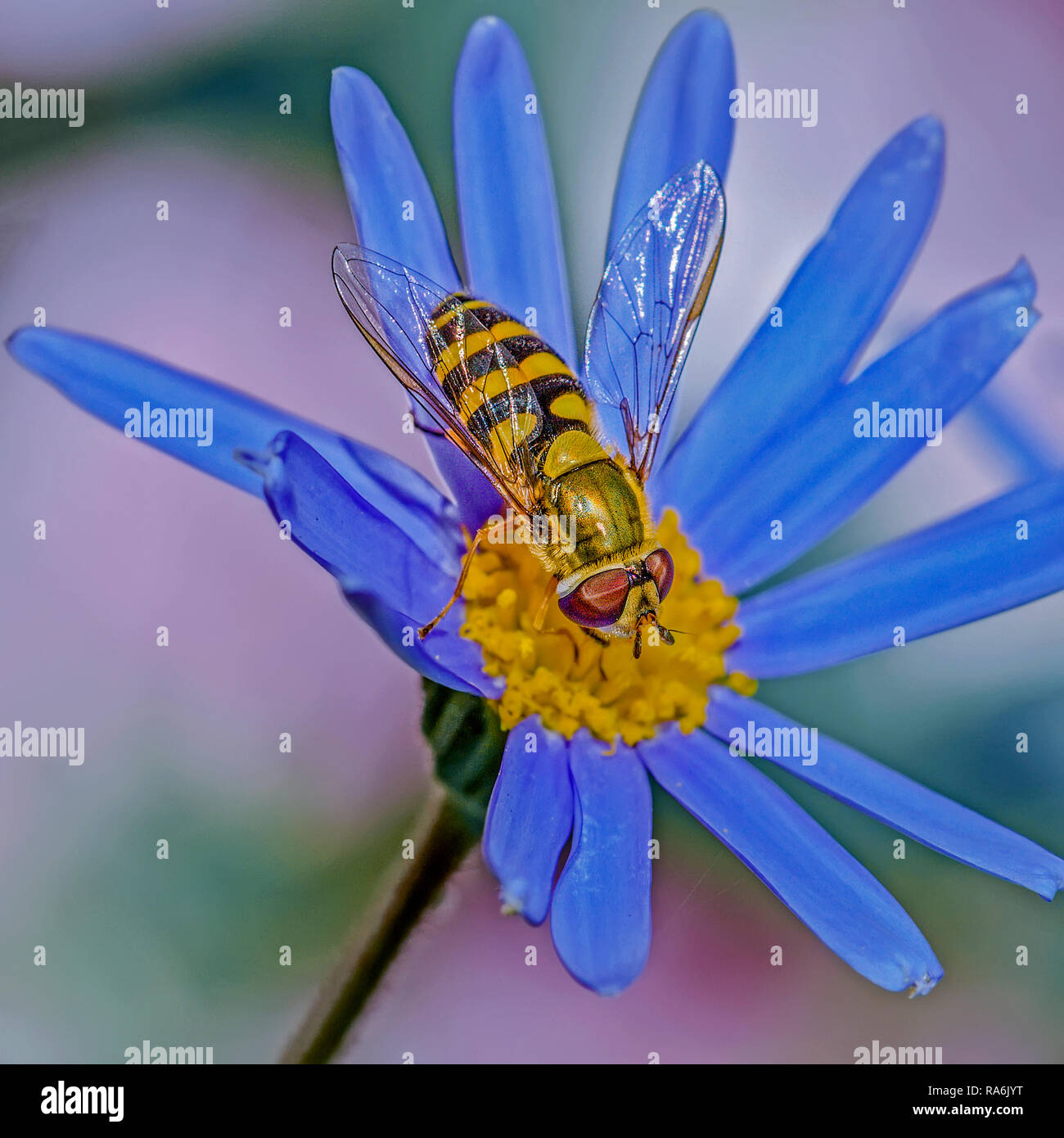 Hoverfly (Epistrophe grossulariae) On Flower UK Stock Photo