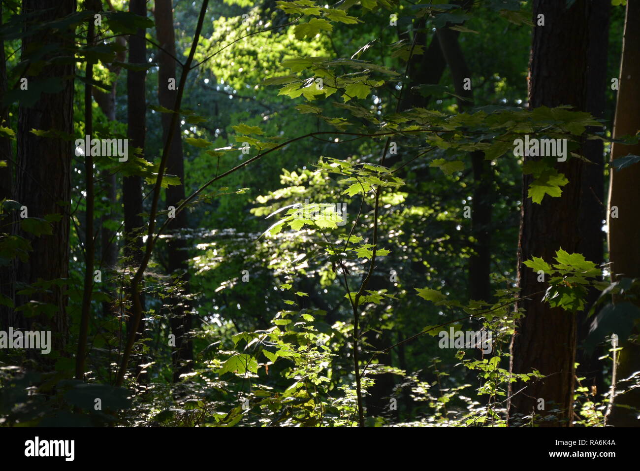 Wald, Hintergrund Stock Photo