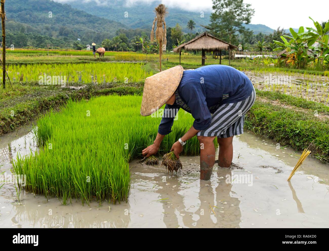 https://c8.alamy.com/comp/RA6KD0/farmer-with-bamboo-hat-during-planting-in-rice-field-luang-prabang-laos-RA6KD0.jpg