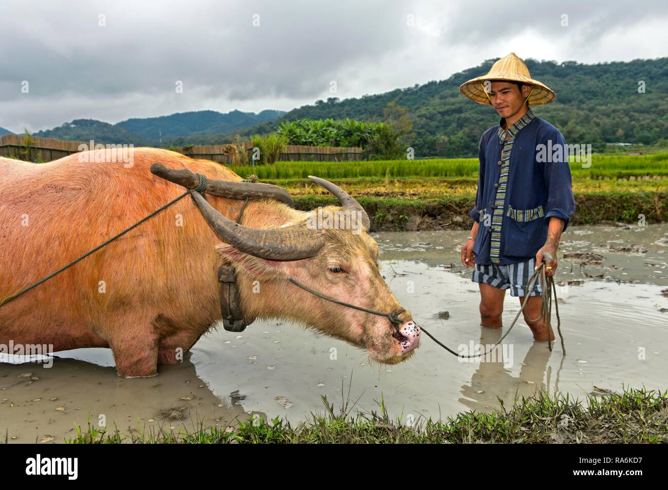 Rice farmer and water buffalo standing knee-deep in mud in a rice field, Luang Prabang, Laos Stock Photo