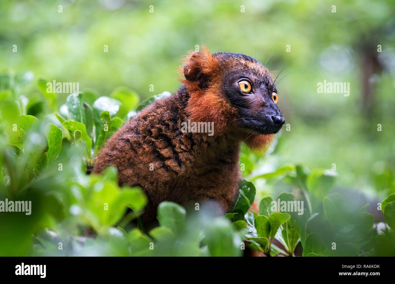 Black lemur (Eulemur macaco), Ankanin Ny Nofy, Madagascar Stock Photo