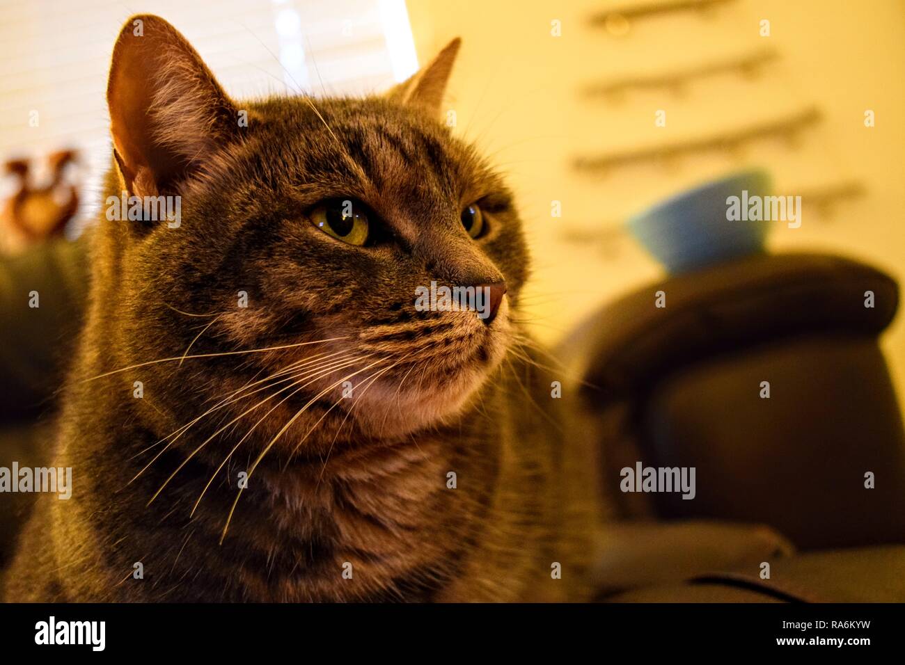 Tabitha, the tabby cat. Stock Photo
