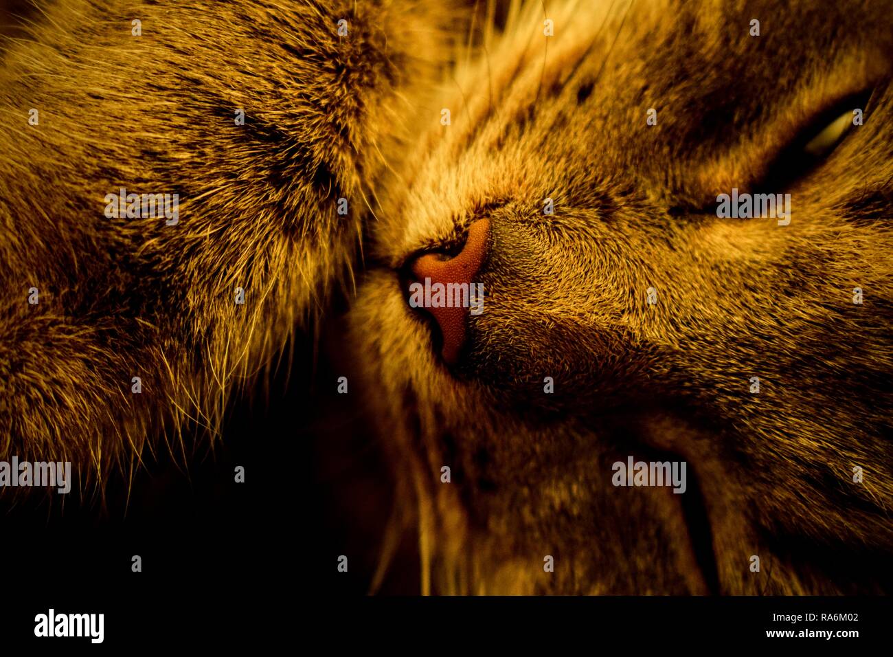 Tabitha, the tabby cat. Stock Photo