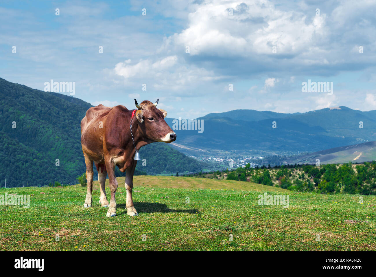 Cow on green pasture in mountains. Beauty view on green forest and blue hills Stock Photo