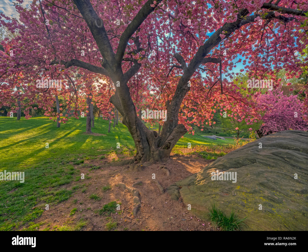 Central Park in spring with Japanese Cherry trees, early morning Stock ...