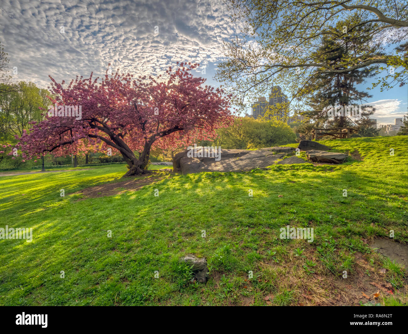 Central Park in spring with Japanese Cherry trees, early morning Stock ...
