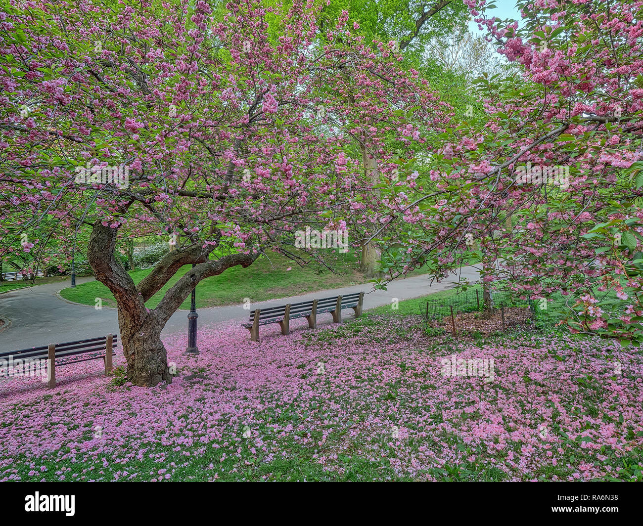 Central Park in spring with Japanese Cherry trees, early morning Stock ...