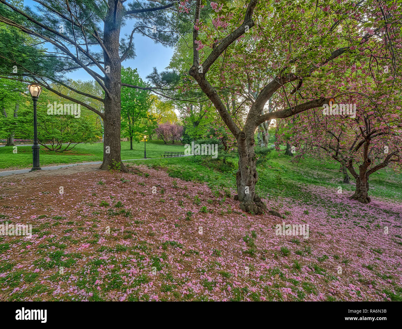 Central Park in spring with Japanese Cherry trees, early morning Stock ...