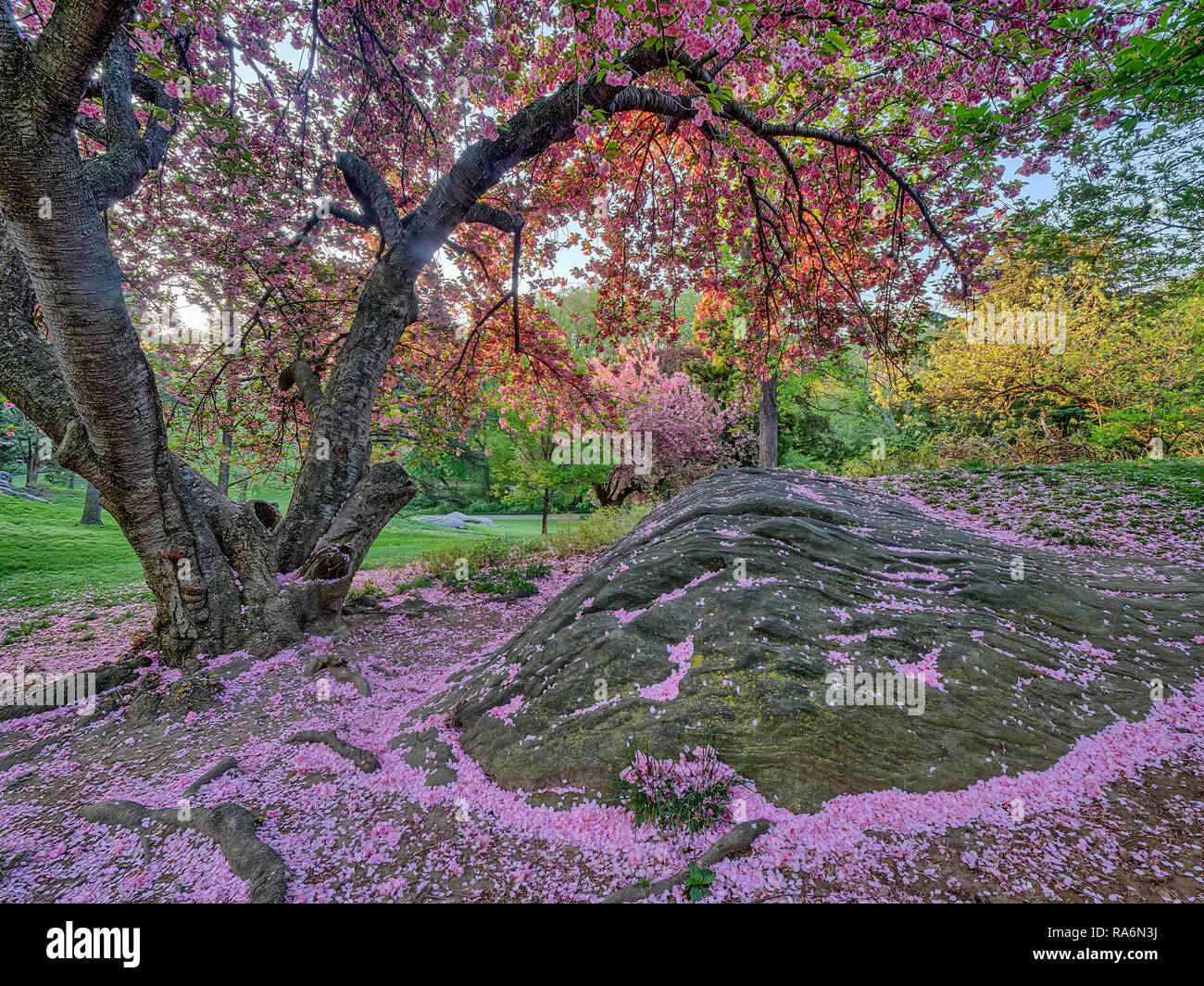 Central Park in spring with Japanese Cherry trees, early morning Stock ...