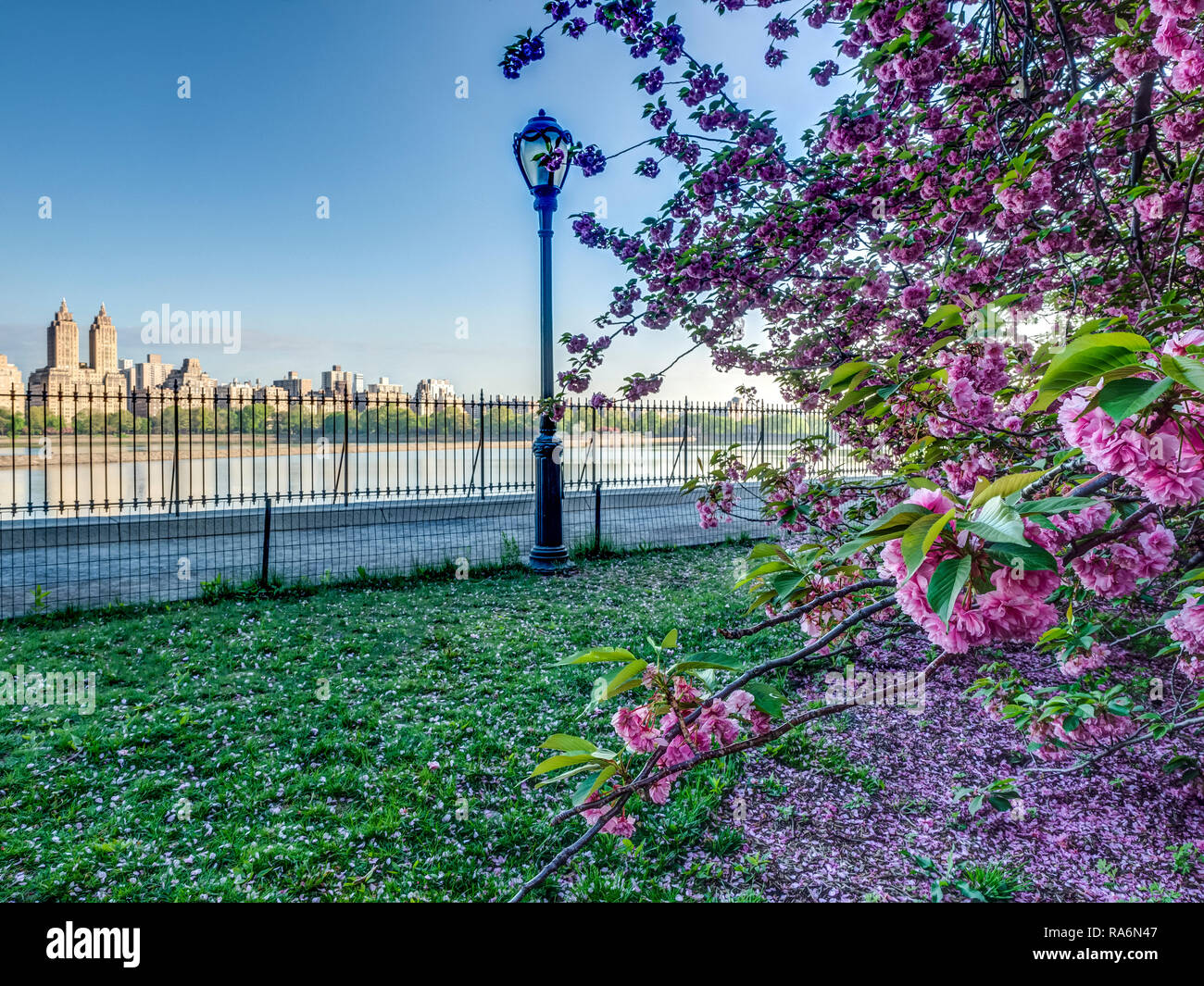 Central Park in spring with Japanese Cherry trees, early morning Stock ...