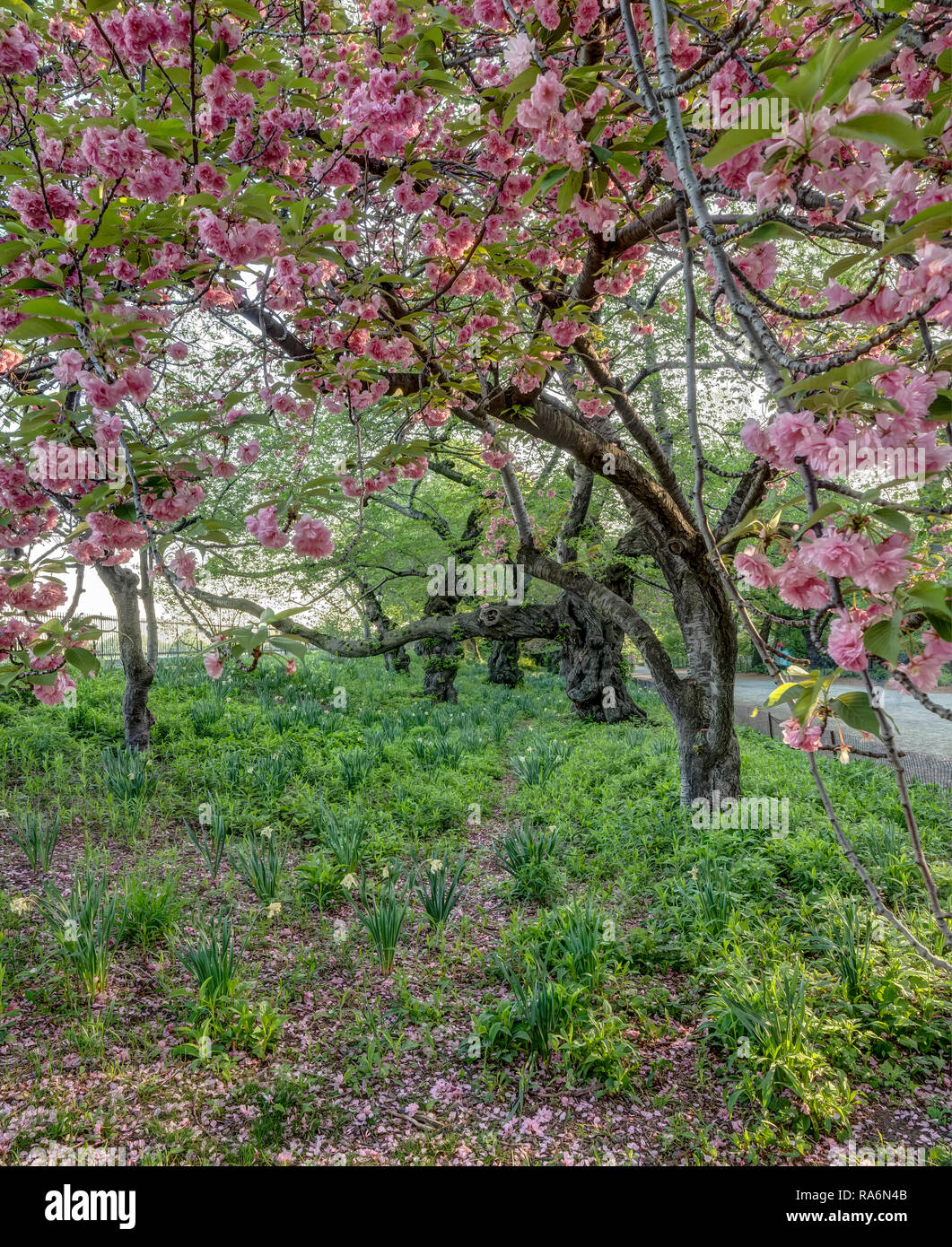 Central Park in spring with Japanese Cherry trees, early morning Stock ...