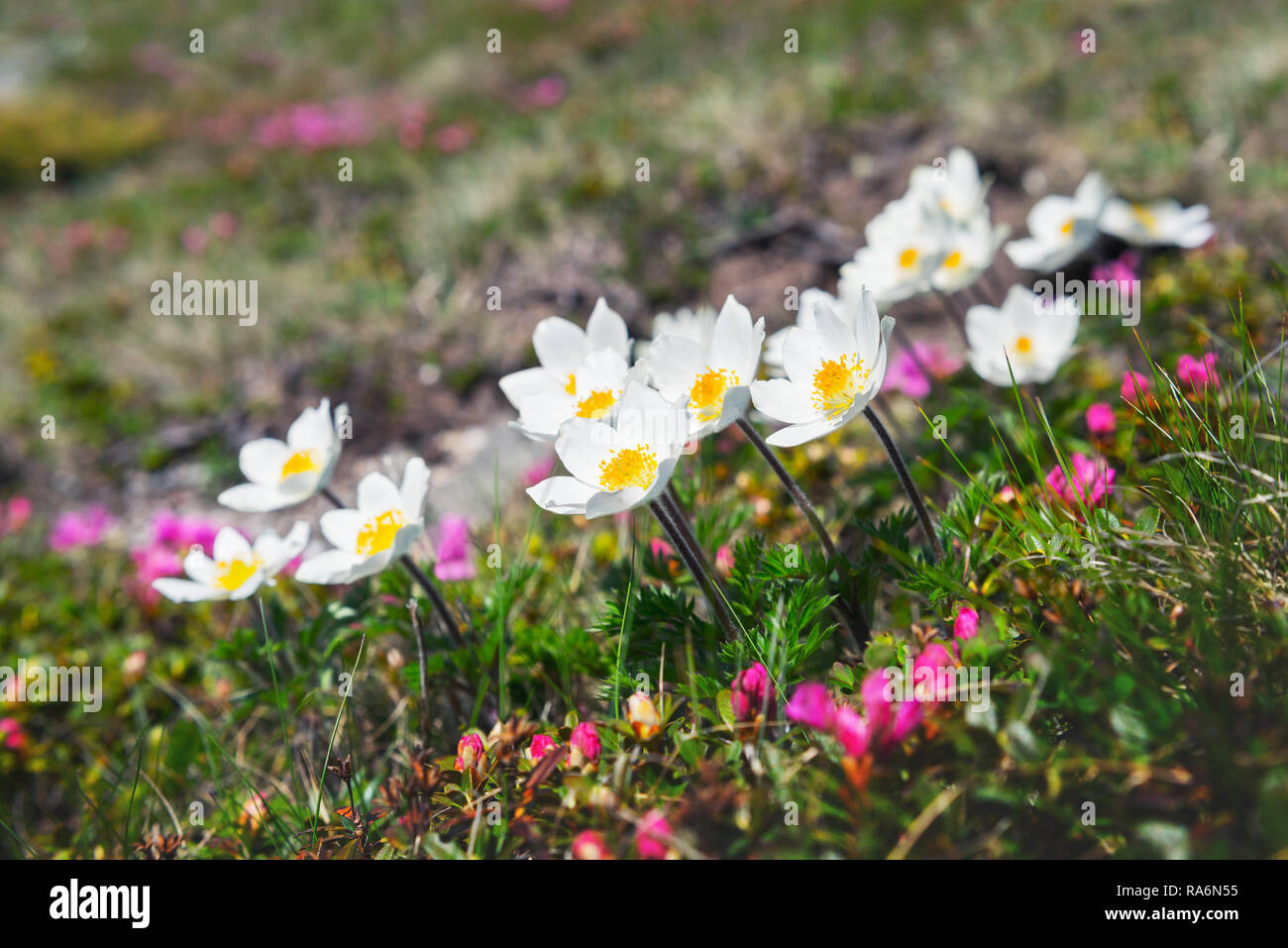 Magic white flowers on summer mountain. Macro photography Stock Photo