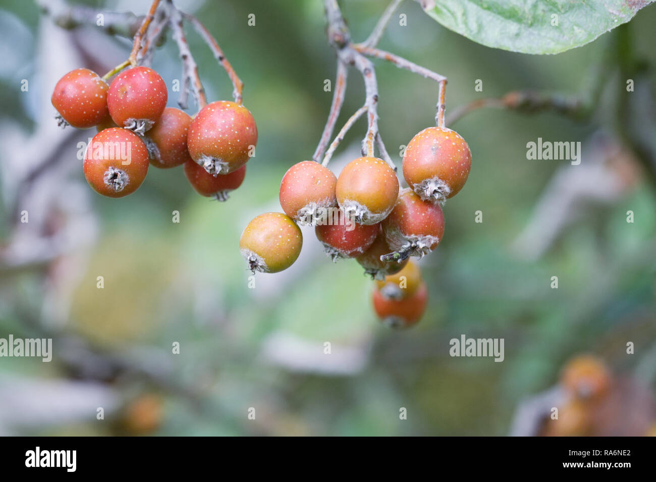 Sorbus thibetica 'John Mitchell'. Tibetan Whitebeam berries in Autumn. Stock Photo